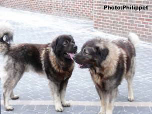 Fury et Furko 32 months